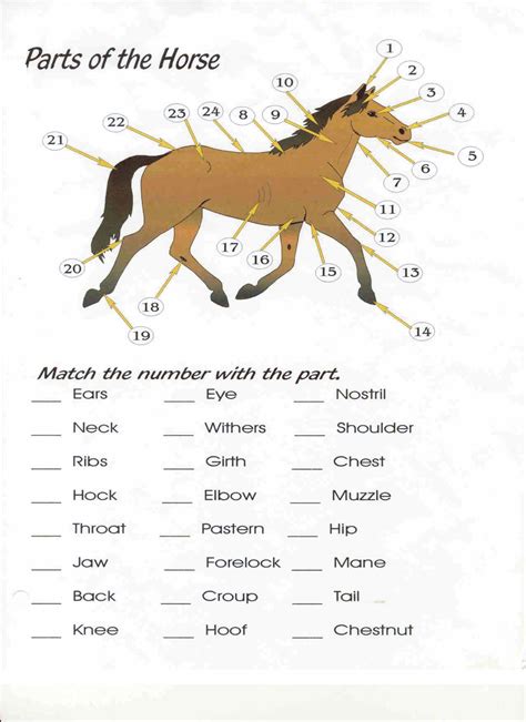 Free Printable Horse Worksheets Printable